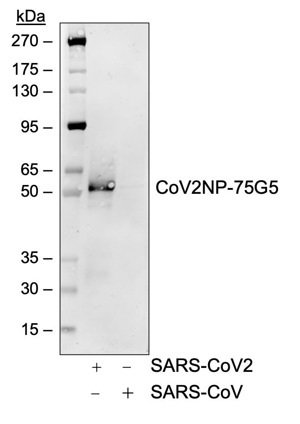 Recommended Pair - SARS-CoV-2 Nucleoprotein (NP) rabbit mAb Antibody