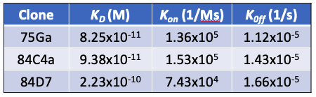 Recommended Pair - SARS-CoV-2 Nucleoprotein (NP) rabbit mAb Antibody