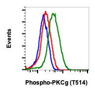 Phospho-PKC (pan) (gamma Thr514) rabbit mAb Antibody