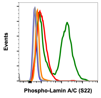 Phospho-Lamin A/C (Ser22) rabbit mAb Antibody