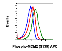 Phospho-MCM2 (Ser139) rabbit mAb APC conjugate Antibody