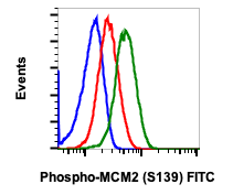 Phospho-MCM2 (Ser139) rabbit mAb FITC conjugate Antibody
