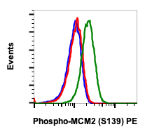 Phospho-MCM2 (Ser139) rabbit mAb PE conjugate Antibody