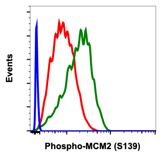 Phospho-MCM2 (Ser139) rabbit mAb Antibody