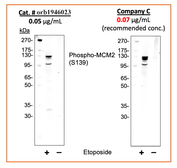 Phospho-MCM2 (Ser139) rabbit mAb Antibody