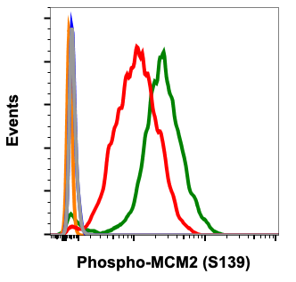 Phospho-MCM2 (Ser139) rabbit mAb Antibody