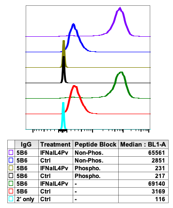 Phospho-Lyn (Tyr507) rabbit mAb Antibody