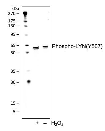 Phospho-Lyn (Tyr507) rabbit mAb Antibody