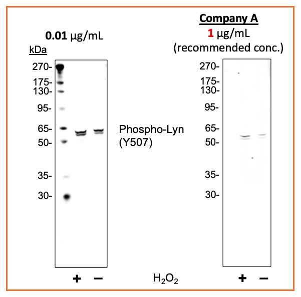 Phospho-Lyn (Tyr507) rabbit mAb Antibody