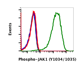 Phospho-Jak1 (Tyr1022/1023) rabbit mAb Antibody