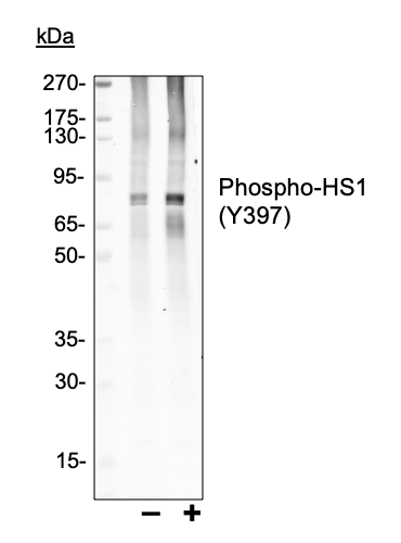 Phospho-HS1 (Tyr397) rabbit mAb Antibody