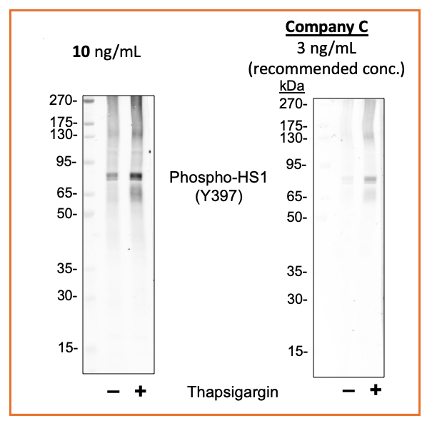 Phospho-HS1 (Tyr397) rabbit mAb Antibody
