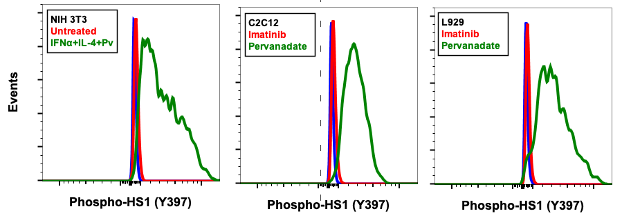Phospho-HS1 (Tyr397) rabbit mAb Antibody