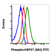 Phospho-HSP27 (Ser82) rabbit mAb FITC conjugate Antibody