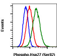 Phospho-HSP27 (Ser82) rabbit mAb Antibody