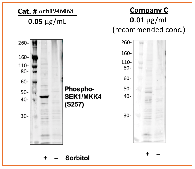 Phospho-SEK1/MKK4 (Ser257) rabbit mAb Antibody
