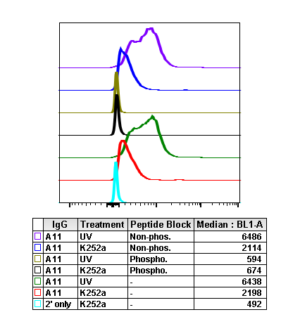 Phospho-SAPK/JNK (Thr183/Tyr185) rabbit mAb Antibody