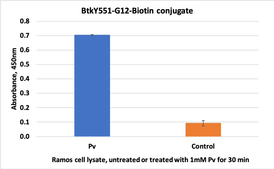 Phospho-Btk (Tyr551) rabbit mAb Biotin conjugate Antibody