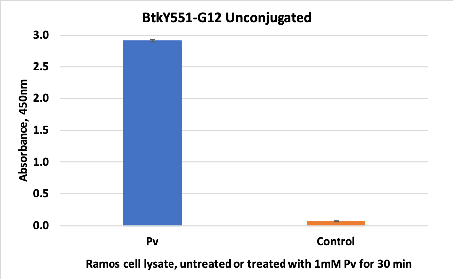 Phospho-Btk (Tyr551) rabbit mAb Antibody