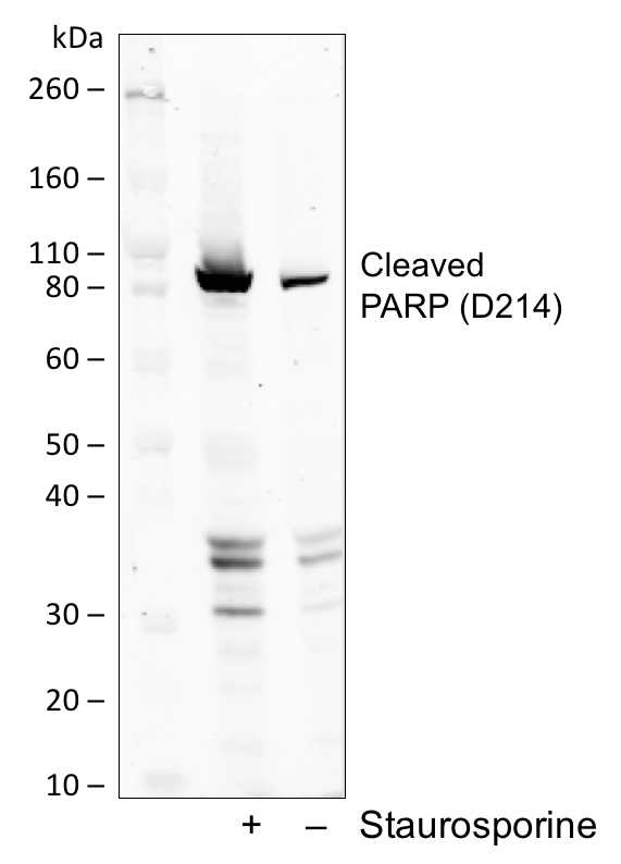 Cleaved PARP (Asp214) rabbit mAb Antibody