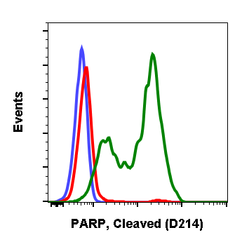 Cleaved PARP (Asp214) rabbit mAb Antibody
