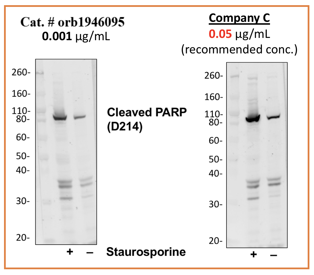 Cleaved PARP (Asp214) rabbit mAb Antibody