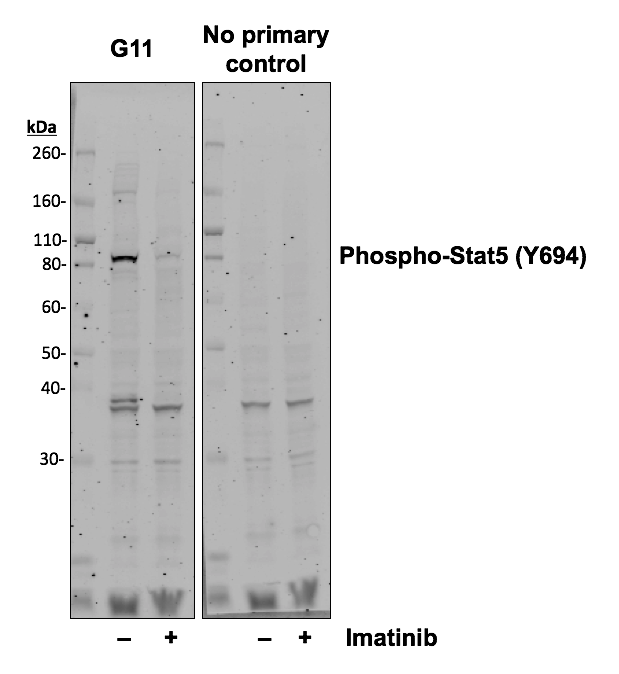 Phospho-Stat5 (Tyr694) rabbit mAb Antibody