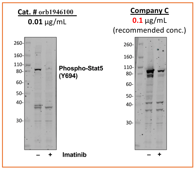 Phospho-Stat5 (Tyr694) rabbit mAb Antibody