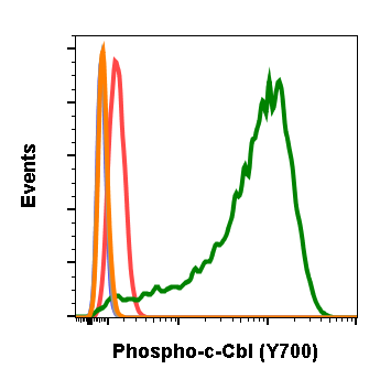 Phospho-c-Cbl (Tyr700) rabbit mAb Antibody