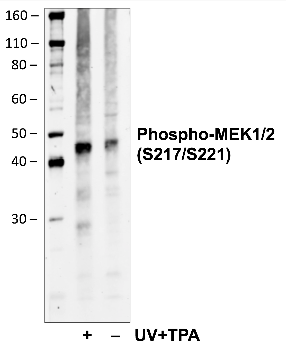 Phospho-MEK1/2 (Ser217/221) rabbit mAb Antibody
