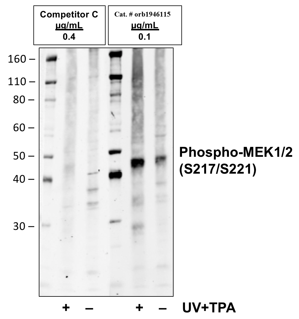 Phospho-MEK1/2 (Ser217/221) rabbit mAb Antibody