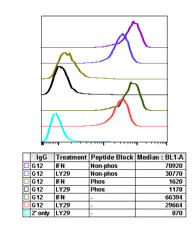 Phospho-Akt1 (Thr308) rabbit mAb Antibody