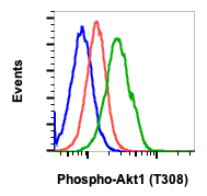 Phospho-Akt1 (Thr308) rabbit mAb Antibody