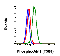 Phospho-Akt1 (Thr308) rabbit mAb Antibody