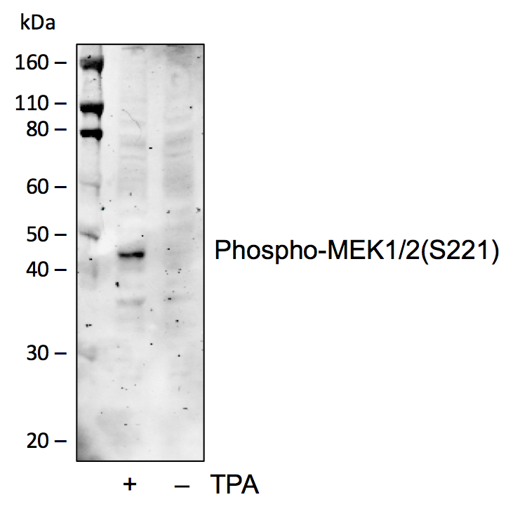 Phospho-MEK1/2 (Ser221) rabbit mAb Antibody