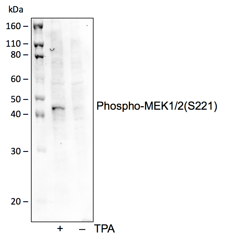 Phospho-MEK1/2 (Ser221) rabbit mAb Antibody