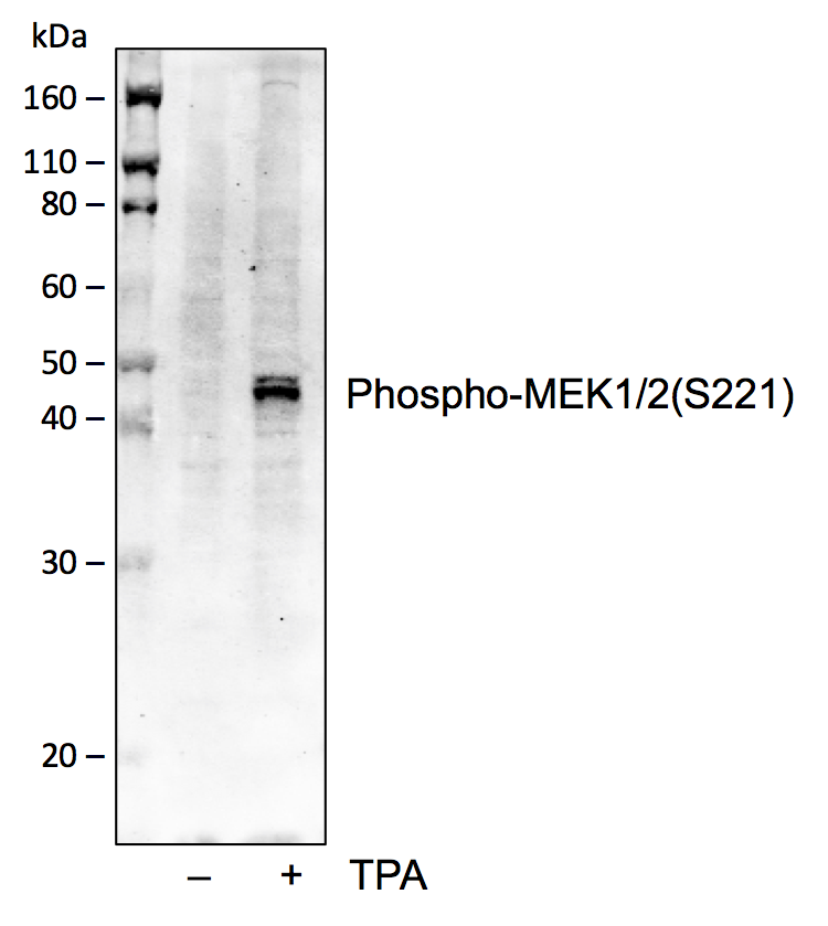 Phospho-MEK1/2 (Ser221) rabbit mAb Antibody