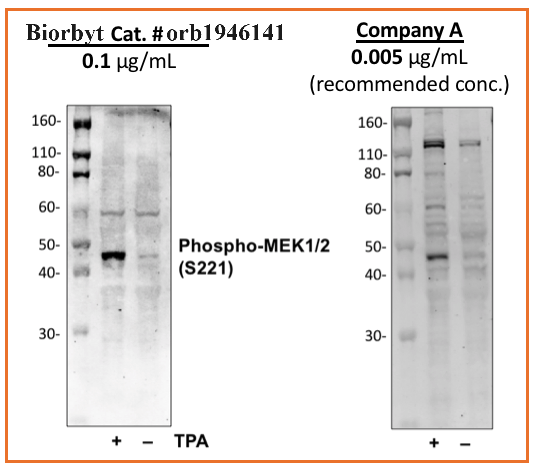 Phospho-MEK1/2 (Ser221) rabbit mAb Antibody