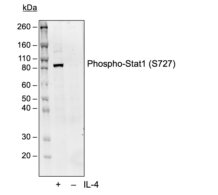 Phospho-Stat1 (Ser727) rabbit mAb Antibody