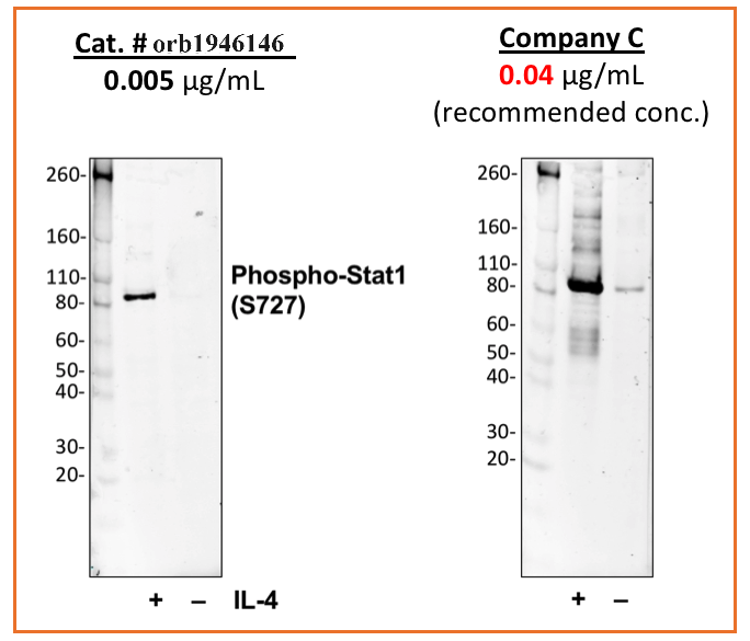 Phospho-Stat1 (Ser727) rabbit mAb Antibody