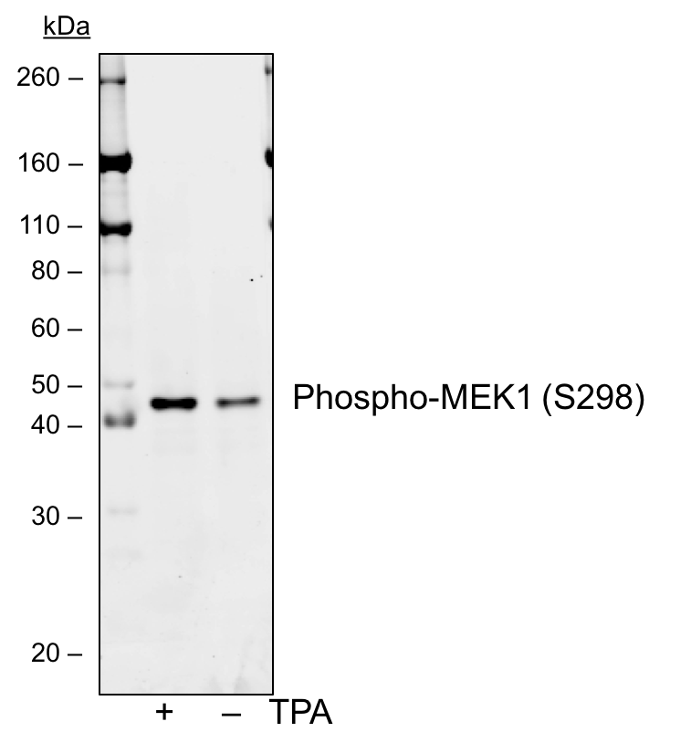 Phospho-MEK1 (Ser298) rabbit mAb Antibody