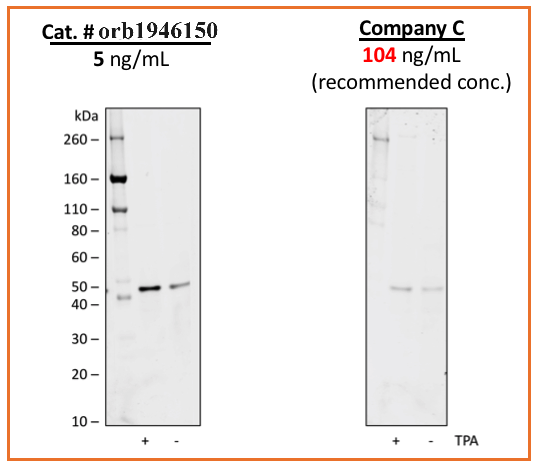 Phospho-MEK1 (Ser298) rabbit mAb Antibody