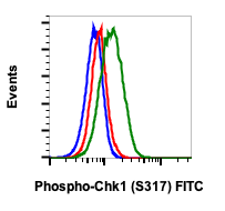 Phospho-Chk1 (Ser317) rabbit mAb FITC conjugate Antibody