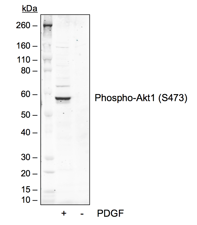 Phospho-Akt1 (Ser473) rabbit mAb Antibody