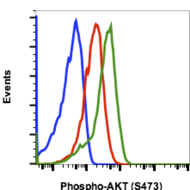 Phospho-Akt1 (Ser473) rabbit mAb Antibody