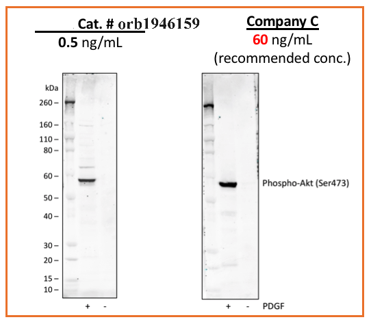 Phospho-Akt1 (Ser473) rabbit mAb Antibody