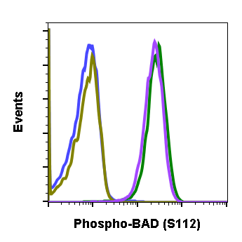 Phospho-BAD (Ser112) rabbit mAb Antibody