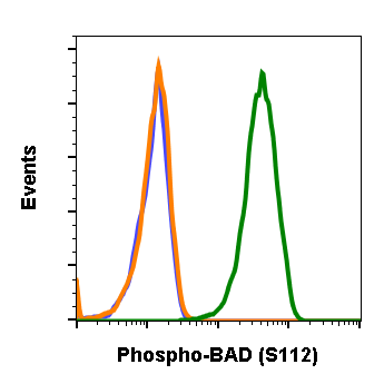 Phospho-BAD (Ser112) rabbit mAb Antibody