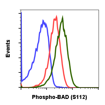 Phospho-BAD (Ser112) rabbit mAb Antibody