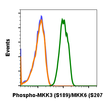 Phospho-MKK3 (Ser189)/MKK6 (Ser207) rabbit mAb Antibody